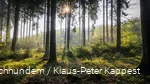 The sun's rays gently break through the dense Sauerland forest.