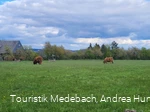 Weidende Kühe