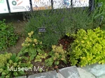 Kräuerbeet