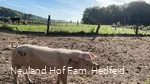 Glückliche Schweine auf dem Hof