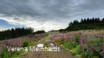 IMG20240618074609.jpg