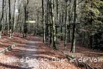 Der Weg führt durch den Kletterwald hindurch