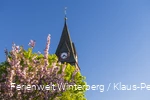 Ein Kirchturm hinter blühenden Bäumen.