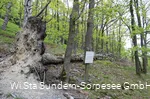 Gestürzte Kiefer