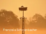 A stork in the nest