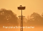 A stork in the nest