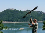 Flugschau der Greifenwarte