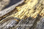 Close-up of a destroyed tree bark.
