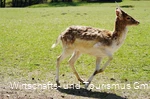 Wildpark Völlinghausen