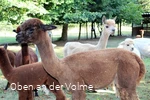 Die Alpakas auf dem Alpakahof Blomberg