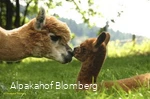 Alpakahof Blomberg - Alpakas