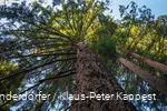 The Himmelssäulen, mighty Douglas firs, in the Glindfeld forest are absolutely impressive.