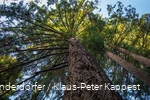 De Himmelssäulen, machtige douglassparren, in het Glindfeld bos zijn absoluut indrukwekkend.
