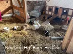 Auch Kaninchen gibt es zu entdecken