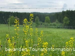 Wiese am Silberbachtal