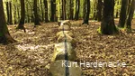 Stones painted with a black line lie in a row in the forest.