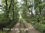Wanderung auf einer Forsttrasse