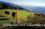 Kühe am Uplandsteig