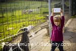 Girl holding up animal feed next to a goat