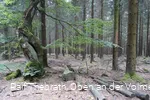 Beeindruckende Natur am Wegesrand
