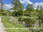 Biberteich an der Sauerland-Waldroute