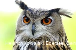 Ein Eule der Greifenwarte des WildtierParks Edersee