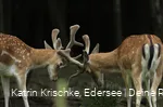 WildtierPark Edersee