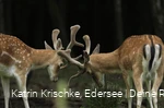 WildtierPark Edersee