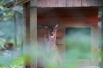 Luchs im WildtierPark