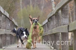 Zwei Hunde laufen über eine Brücke und spielen mit eiem Spielzeug