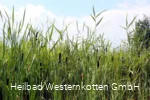 Naturschutz- & Naherholungsgebiet Muckenbruch