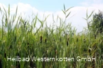Naturschutz- & Naherholungsgebiet Muckenbruch