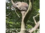 Waschbär Wildpark Bilsteintal Warstein