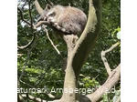 Waschbär Wildpark Bilsteintal Warstein