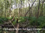 Erlenbruchwald im Naturschutz- & Naherholungsgebiet Muckenbruch