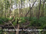 Erlenbruchwald im Naturschutz- & Naherholungsgebiet Muckenbruch