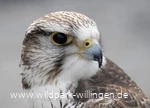 Falke_c__Wild-_und_Freizeitpark_Willingen.jpg.jpg