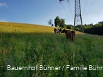 Kühe auf dem Bauernhof Bühner