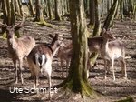 Wildgehege Dodenau