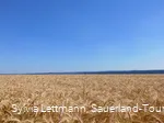 Blick über ein Feld auf der Haar