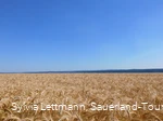 Blick über ein Feld auf der Haar