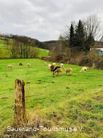 Alpakas in der Weist_B. Geuecke