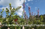 Heidekraut und Preiselbeeren