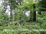 Wälder auf der Hunau