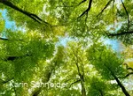 Shinrin Yoku forest bathing 2.jpg