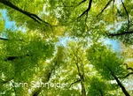 Shinrin Yoku forest bathing 2.jpg