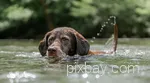 Ein Hund schwimmt im Wasser eines Sees im Sauerland