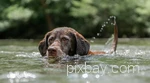 Ein Hund schwimmt im Wasser eines Sees im Sauerland