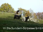 Wallieser Schwarzhalsziegen