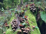 Waldbaden-Baumpilze quer (Foto P.Gries).jpg